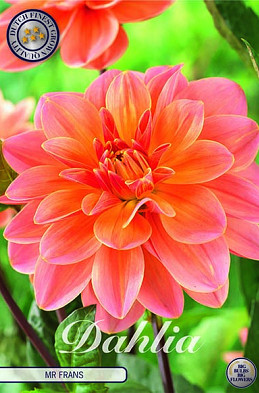 Dahlia Deco. Mister Frans x1 I .