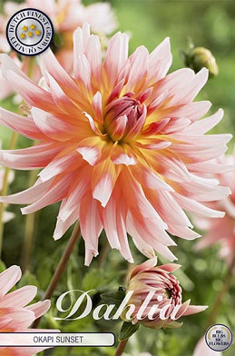 Dahlia Deco. Okapi Sunset x 1 I .