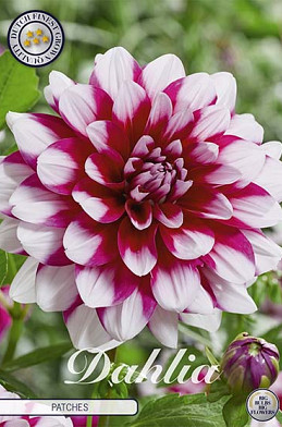 Dahlia Deco. Patches x 1 I .