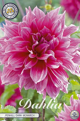 Dahlia Deco. Penhill Dark Monarch x 1 I .