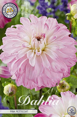 Dahlia Deco. Pink Petticoat x 1 I .