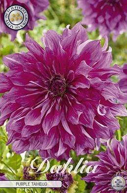 Dahlia Deco. Purple Taiheijo x 1 I .