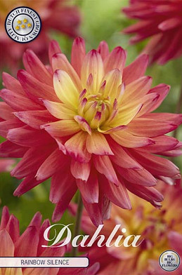 Dahlia Deco. Rainbow Silence x1 I .