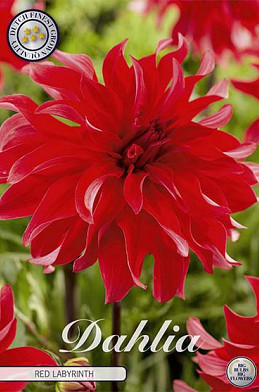 Dahlia Cactus Red Labyrinth x 1 I .