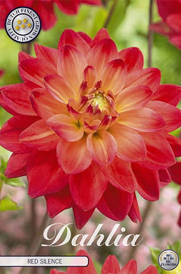 Dahlia Deco. Red Silence x1 I .