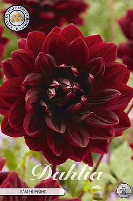 Dahlia Deco. Sam Hopkins  x 1 I .