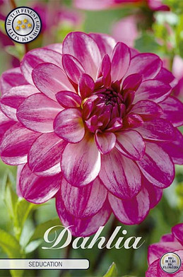 Dahlia Deco. Seducation x 1 I .