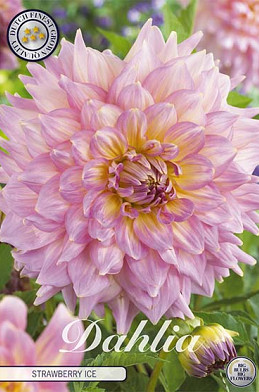 Dahlia Deco. Strawberry Ice x 1 I .