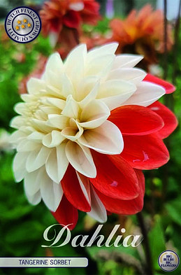 Dahlia Deco. Tangerine Sorbet x1 I .