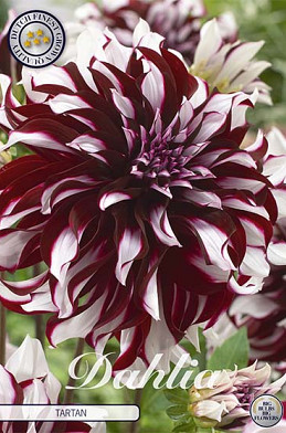 Dahlia Deco. Tartan x 1 I .