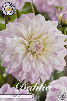 Dahlia Deco. Who Me x 1 I .