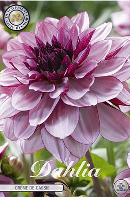 Dahlia Deco. Creme de Cassis x1 I