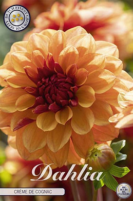 Dahlia Deco. Creme de Cognac x1 I