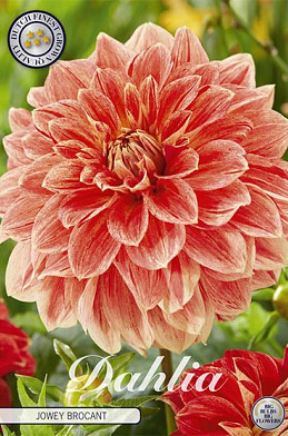 Dahlia Deco. Jowey Brochant x1 I