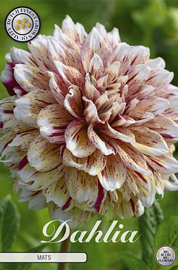 Dahlia Deco. Mats x1 I