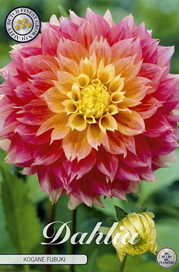 Dahlia Fubuki Kogane  x 1 I .