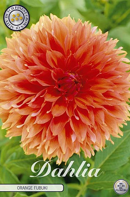 Dahlia Fubuki Orange x1 I