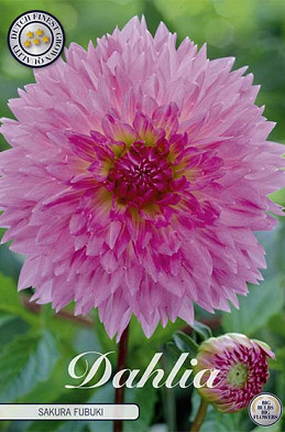 Dahlia Fubuki Sakura x 1 I .