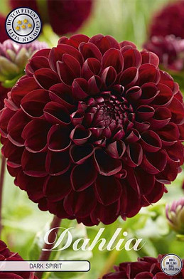 Dahlia Pompon Dark Spirit x 1 I .