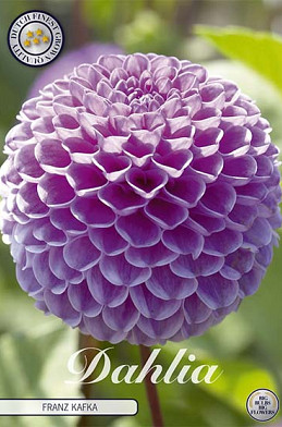 Dahlia Pompon Franz Kafka x 1 I .