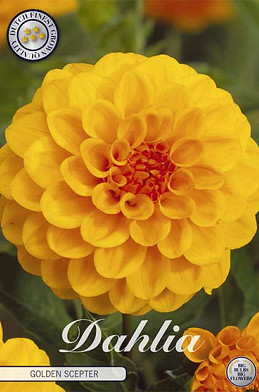 Dahlia Pompon Golden Scepter x1 I .