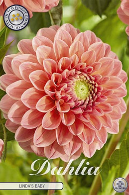 Dahlia Pompon Linda's Baby x1 I