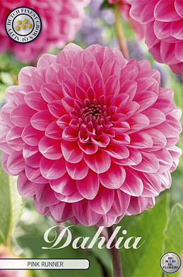 Dahlia Pompon Pink Runner x 1 1 .