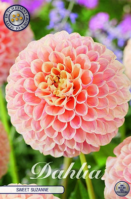 Dahlia Pompon Sweet Suzanne x1 I .