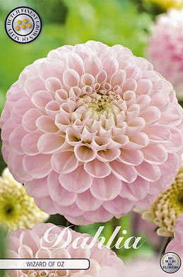 Dahlia Pompon Wizard of Oz x 1 I .