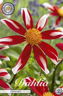 Dahlia Special Honka Red x 1 I .