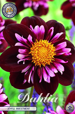 Dahlia Special Joyfull Investment  x 1 I .