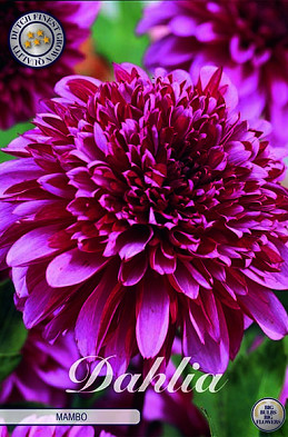 Dahlia Special Mambo x 1 I .