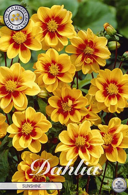 Dahlia Special Mignon Sunshine x 1 I .