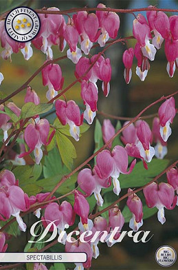 Dicentra Spectabillis 1 I .