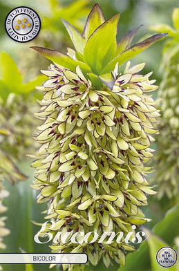 Eucomis Bicolor x 1 18/20