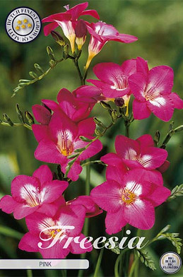 Freesia single Pink x 15 5/+