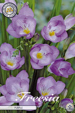 Freesia single Purple x 15 5/+