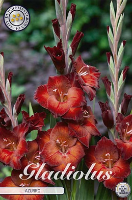 Gladiolus Azurro x10 12/14