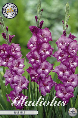 Gladiolus Blue Isle x 10 12/14