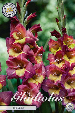 Gladiolus Breceria x10 12/14