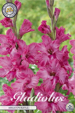 Gladiolus Kingston Ruffle x10 12/14