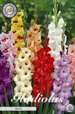 Gladiolus Mixed x 10 12/14