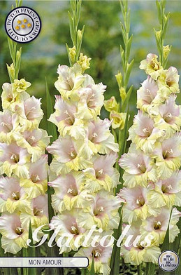 Gladiolus Mon Amour x 10 12/14