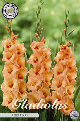 Gladiolus Peter Pears x 10 12/14