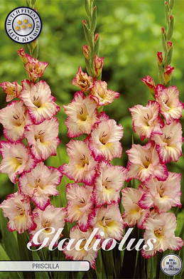 Gladiolus Priscilla x 10 12/14