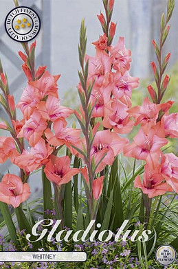 Gladiolus Whitney x10 12/14