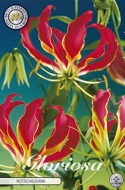 Gloriosa Rotschildiana x 1 12/15