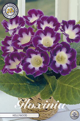 Gloxinia Hollywood x 1 5/6