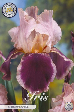 Iris Germanica Christmas Carol x1 I