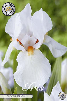 Iris Germanica Glowing Seraphin x1 I